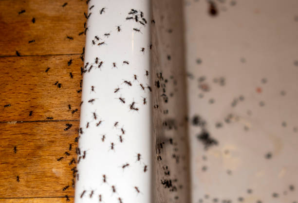 Best Best Pest Control Companies  in La Homa, TX