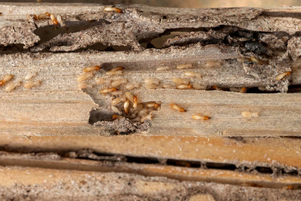 Professional Pest Control in La Homa, TX