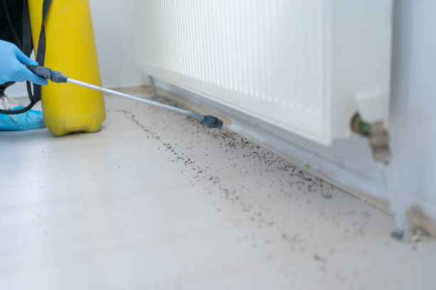 Best Cockroach Control Services  in La Homa, TX